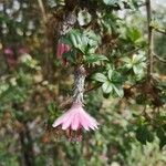 Barnadesia caryophylla Flor