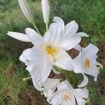 Lilium candidumBlüte