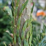 Abies fraseri Corteccia