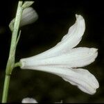 Paradisea liliastrum Flower