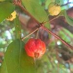 Eugenia uniflora Fruit