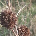 Glycyrrhiza echinata Fruit