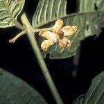 Siparuna guianensis Λουλούδι