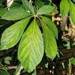 Aesculus pavia Leaf