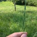 Camelina microcarpa Foglia