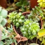 Sedum oreganum पत्ता