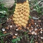 Equisetum telmateia Fruto
