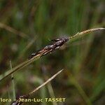 Carex pulicaris Frutto