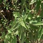 Urtica massaica Leaf