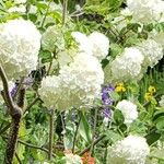 Viburnum macrocephalumFlower