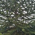 Araucaria araucana Blatt