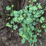 Oxalis corniculataList