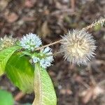 Dipsacus pilosus Плід