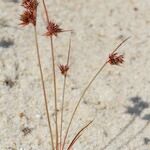 Juncus capitatus Други