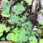 Dicentra canadensis Blatt