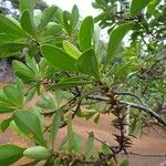 Myrsine asymmetrica Συνήθη χαρακτηριστικά