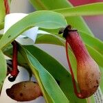 Nepenthes alata Hoja