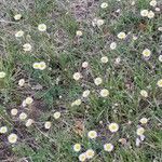 Erigeron pubescens Květ