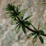 Galium sylvaticum Folha