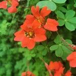 Tropaeolum pentaphyllum Flor