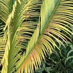 Cycas panzhihuaensis 形態