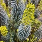 Euphorbia characias Vekstform