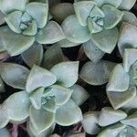 Graptopetalum paraguayenseDeilen