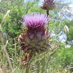 Cynara humilis Flor