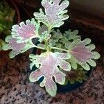 Plectranthus scutellarioidesЛист