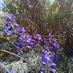 Polygala microphylla Fiore