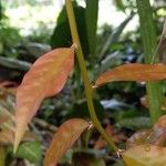 Pereskia aculeata Leaf