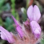 Astragalus sesameus Flower