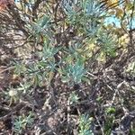 Eriogonum arborescens Folha