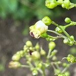Scrophularia nodosa Квітка