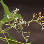 Diplorhynchus condylocarpon Blüte