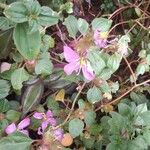 Dissotis rotundifolia Цвят