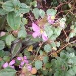 Dissotis rotundifolia Blomst