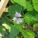 Phacelia tanacetifoliaŽiedas