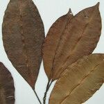 Ficus pulchella अन्य