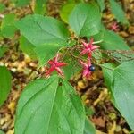 Clerodendrum trichotomum Кветка