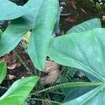 Alocasia zebrinaFolha