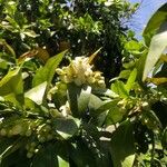 Persea indica फूल