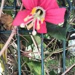 Passiflora manicata Blodyn