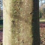 Celtis australis Rinde