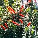 Norantea guianensis Kvet