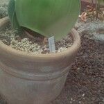 Haemanthus albiflos Hostoa