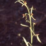 Cleome arabica অন্যান্য