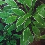 Hosta longipes Характер