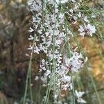 Retama raetam Fleur