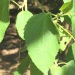 Croton megalobotrys Leaf